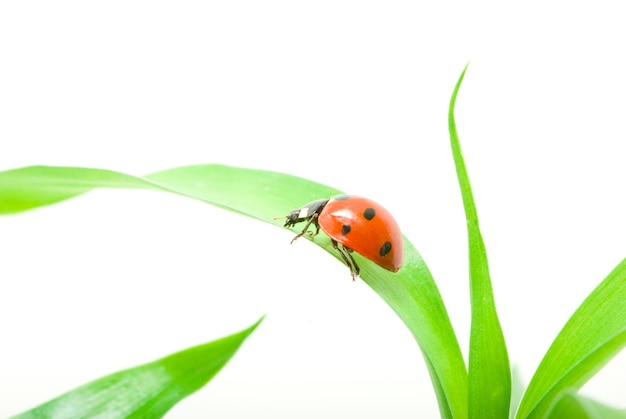 Coccinelle rouge sur l'herbe verte isolée sur blanc