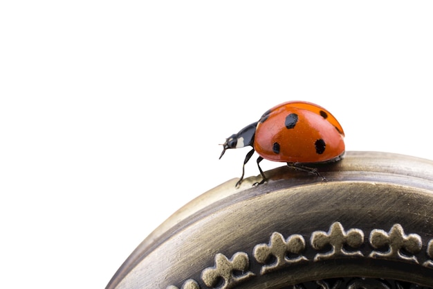 Coccinelle rouge isolé sur blanc