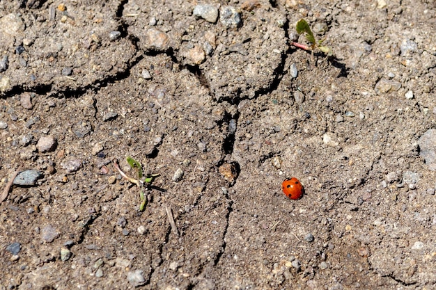 Photo coccinelle rouge sur sol fissuré sec