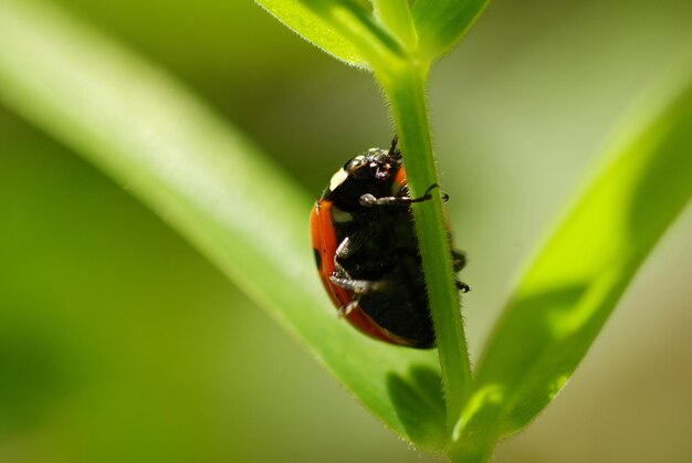 Coccinelle rouge