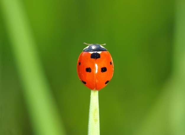 Coccinelle rouge