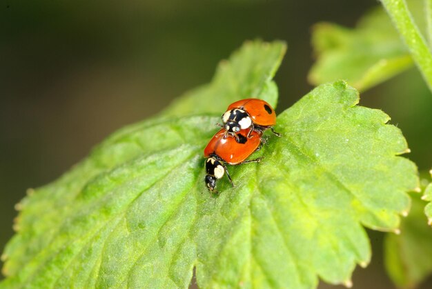 Coccinelle rouge