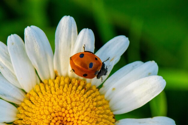 Coccinelle à sept points Coccinella septempunctata sur une marguerite blanche