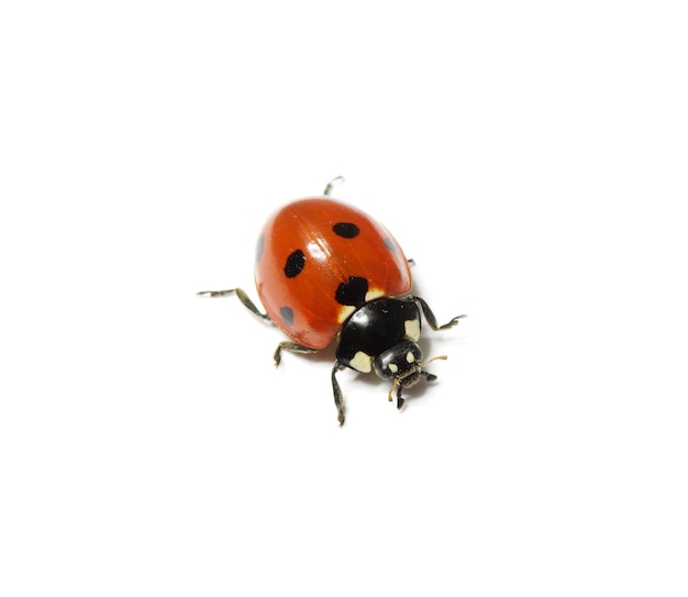 Coccinelle