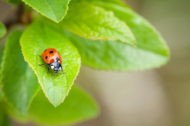 Coccinelle