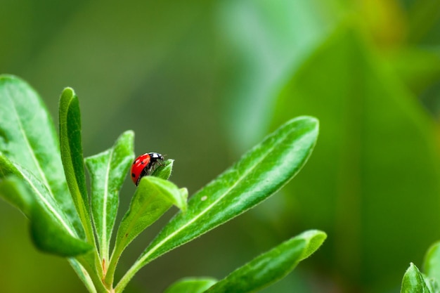 coccinelle