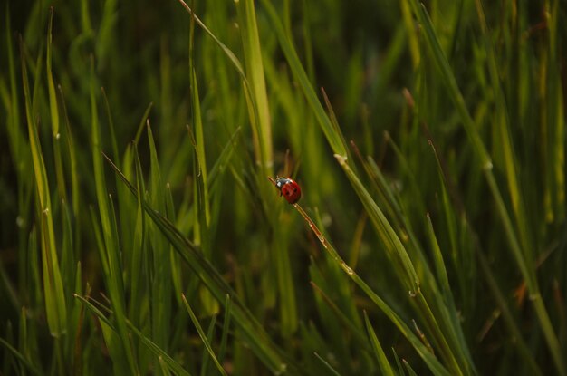 Coccinelle