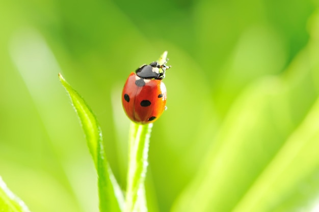 Coccinelle