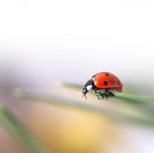 coccinelle