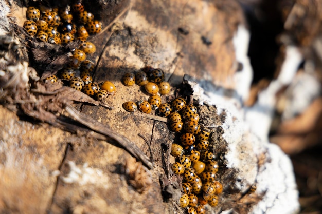 Coccinelles hivernant sur l'écorce d'un arbre.