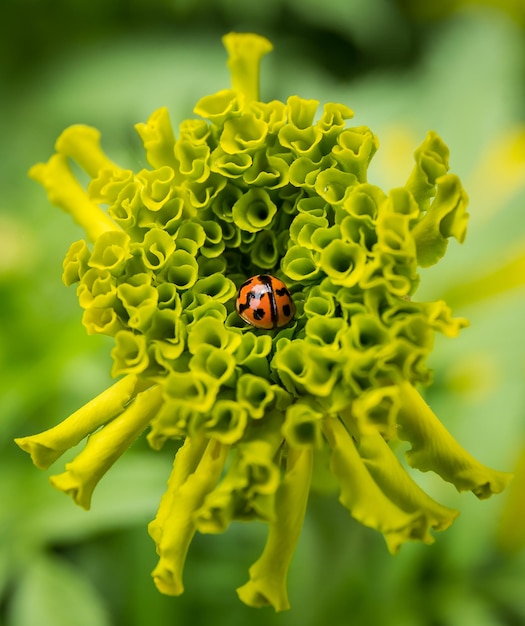 Coccinelles sur les soucis dans le jardin