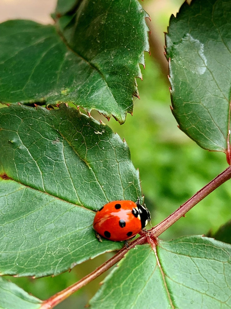 Photo les coccinelles