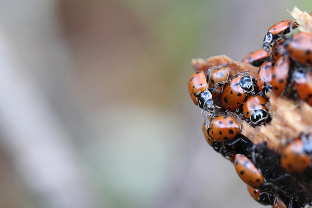 coccinelles