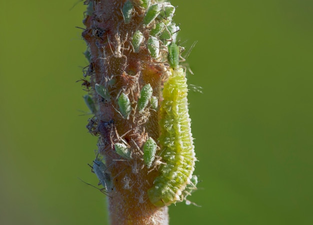 Coccinellidae, une larve, est assise sur une branche et mange des pucerons.