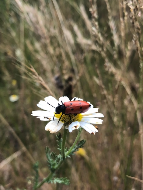 Photo les coccinellidae de la nature sont des mariquites.