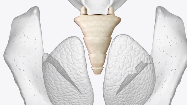 Photo le coccyx est un arrangement triangulaire d'os qui constitue la partie la plus inférieure de la colonne vertébrale sous le sacrum