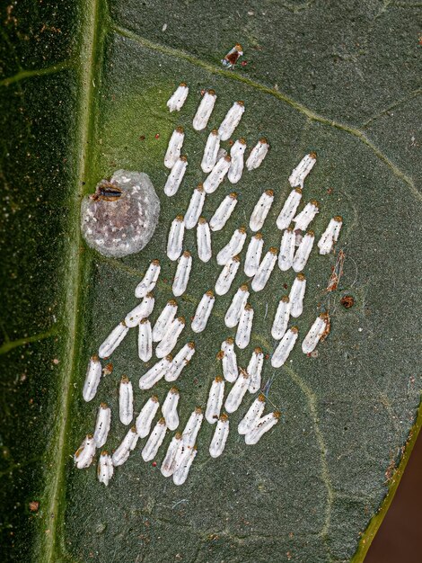 Cochenille blanche de la mangue