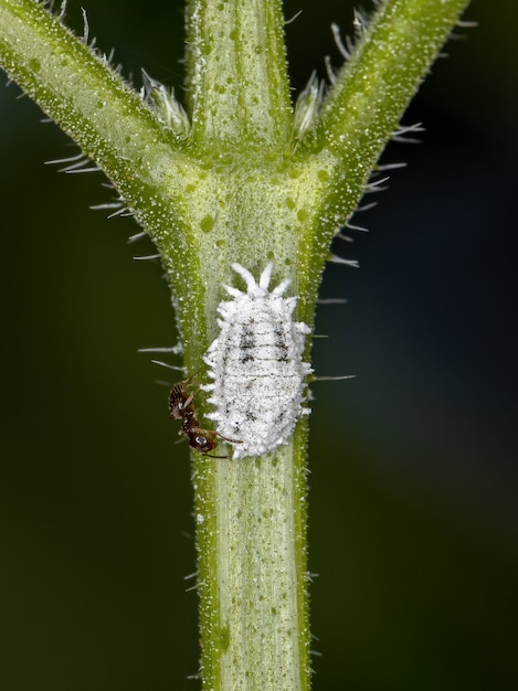 Cochenilles blanches de la superfamille des Coccoidea