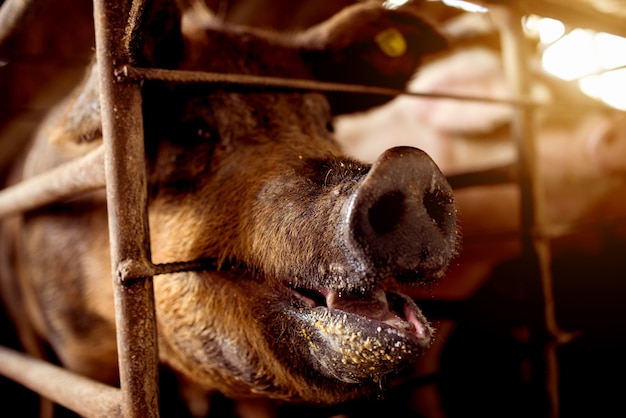 Cochon affamé en attente de nourriture.