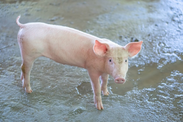 Un cochon âgé de 2 mois qui semble en bonne santé dans une ferme porcine de l’ANASE.