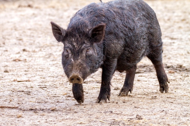 Cochon d'animal de compagnie de mammifère d'image dans une clôture noire