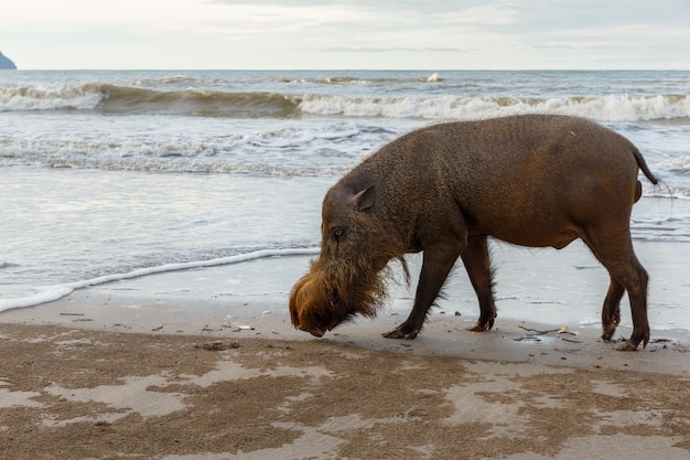 Cochon barbu marchant le long de la plage.