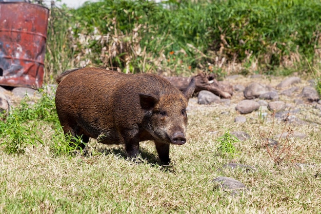 Cochon brun élevé en plein air