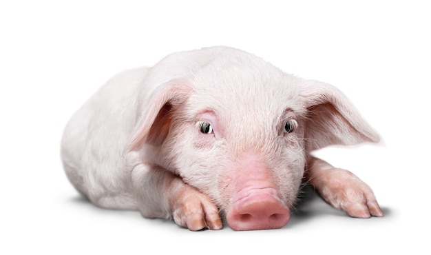 Cochon couché en studio sur fond blanc