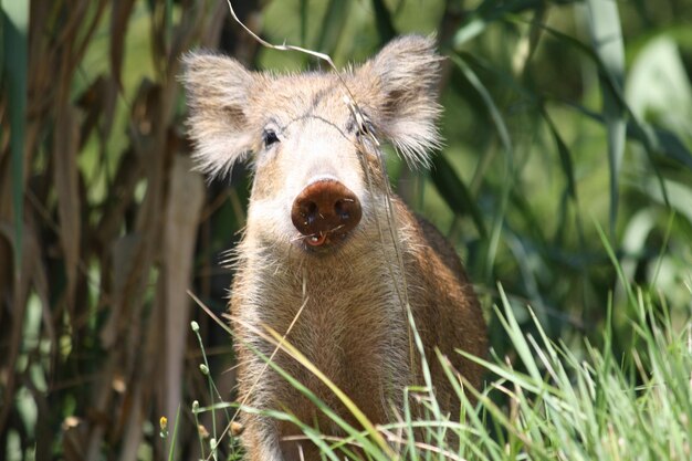 Photo un cochon debout sur le champ.