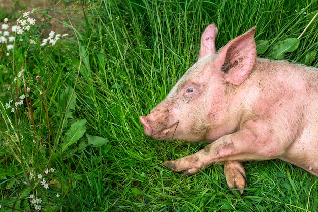 Le cochon est assis sur le terrain le soleil brille un jour d'été drôles d'animaux