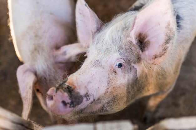 Cochon à la ferme porcine. Portrait de cochon.