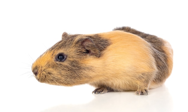 Cochon d'Inde brun et jaune isolé sur blanc