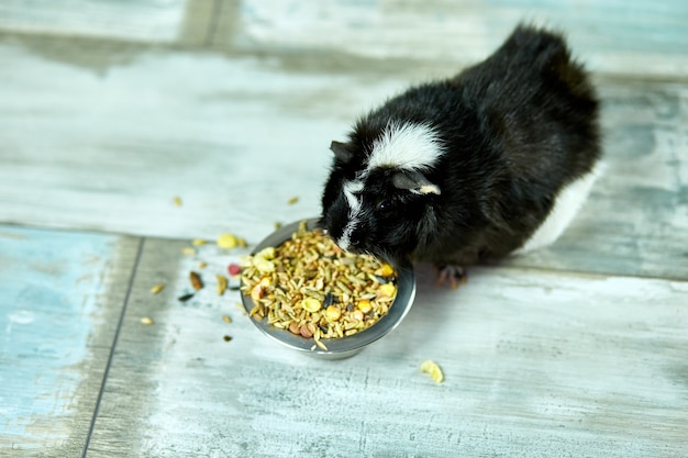 Cochon d'Inde domestique de manger des aliments à grains secs à partir d'un bol en métal à la maison