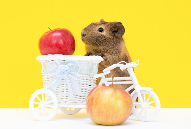Cochon d'Inde drôle mignon avec fond de mur jaune vélo et pommes. Un foyer populaire