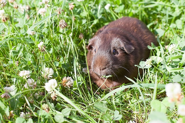 Un cochon d'Inde est assis dans l'herbe en train de manger du trèfle un jour d'été