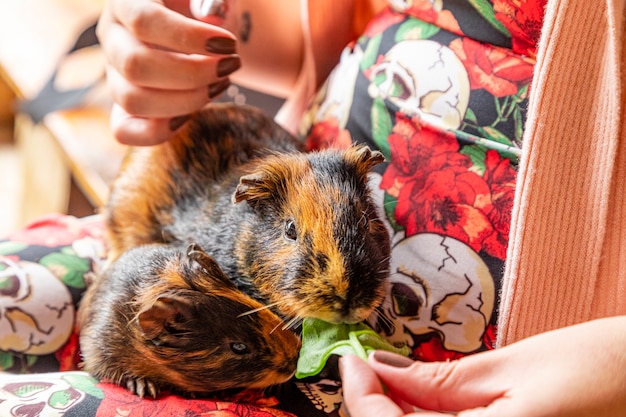 Cochon d'Inde sur les genoux d'une personne mangeant une feuille verte.