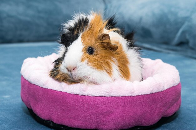 Cochon d'Inde Un jeune cochon d'Inde drôle se trouve dans un berceau rose un hamac rose