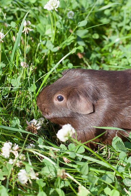 Le cochon d'Inde mange de l'herbe à l'extérieur dans le jardin Le cochon d'Inde est un animal de compagnie populaire