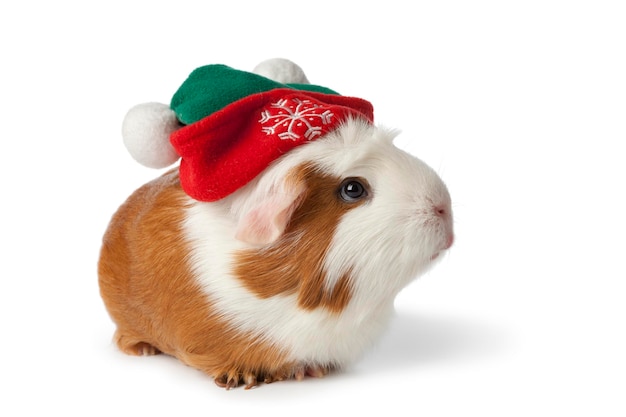 Cochon d'Inde mignon avec un chapeau de Noël isolé sur fond blanc gros plan