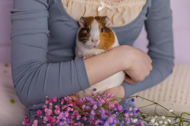 Cochon d'inde mignon dans les bras de la fille concept d'enfant et d'animal