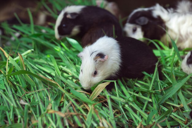 Cochon d&#39;Inde mignon, manger de l&#39;herbe.