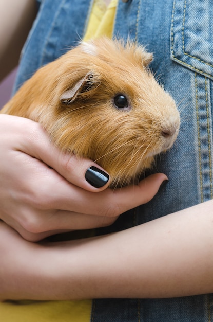 Cochon d'Inde mignon rouge sur les mains féminines