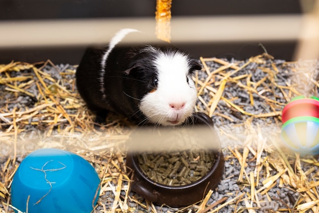 Cochon d'Inde noir et blanc dans sa cage, petit close-up animal mignon avec des jouets