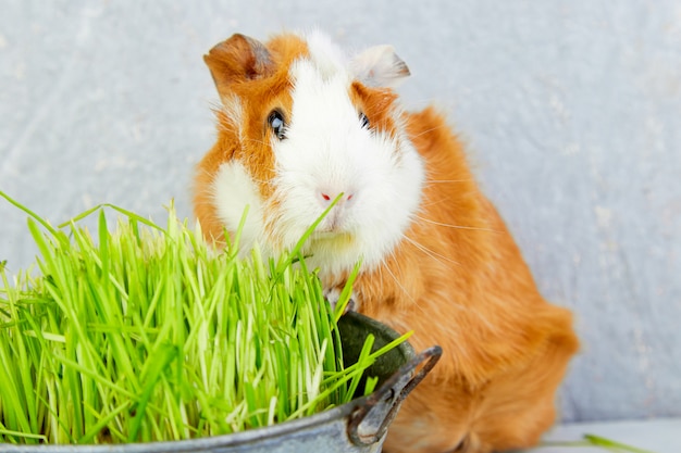 Cochon d'Inde rousse près de vase avec de l'herbe fraîche.