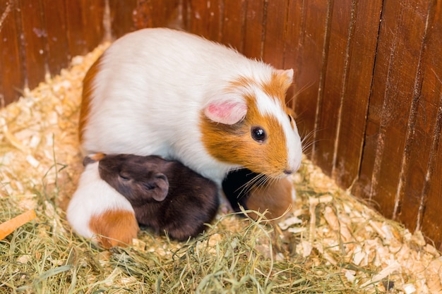 Un cochon d'Inde tacheté de blanc nourrit ses petits