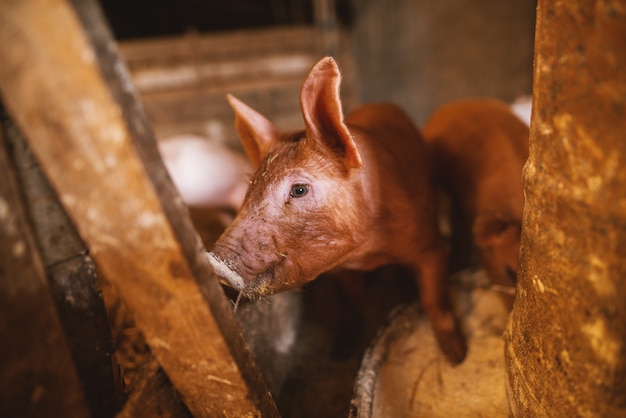 cochon jouant dans une porcherie