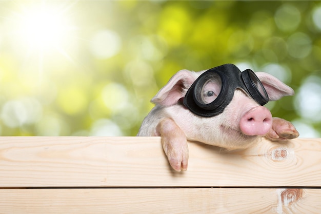 Cochon avec des lunettes sur une clôture en bois