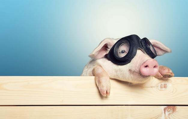 Cochon avec des lunettes sur une clôture en bois