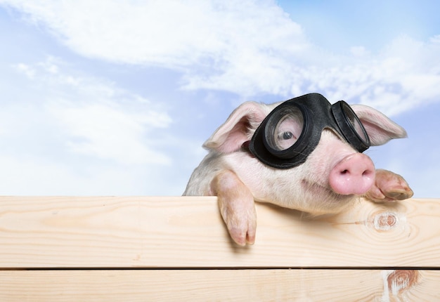 Cochon avec des lunettes sur une clôture en bois