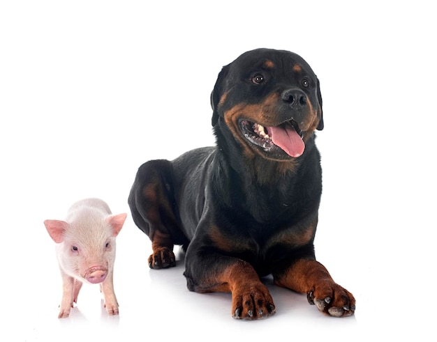 cochon miniature rose et rottweiler devant fond blanc